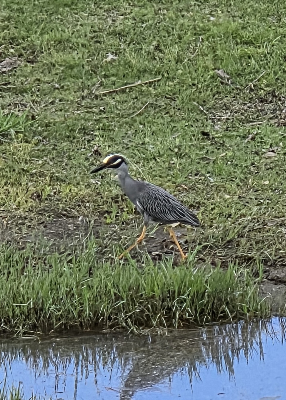 I took this picture a few days ago while out walking the dog.  Any ideas on what it is?