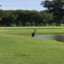 I took a picture of this Great Blue Heron in the park this morning while walking the dog.  I didn't get really close because I didn't want to scare it away.